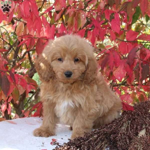 Checkers, Cavapoo Puppy